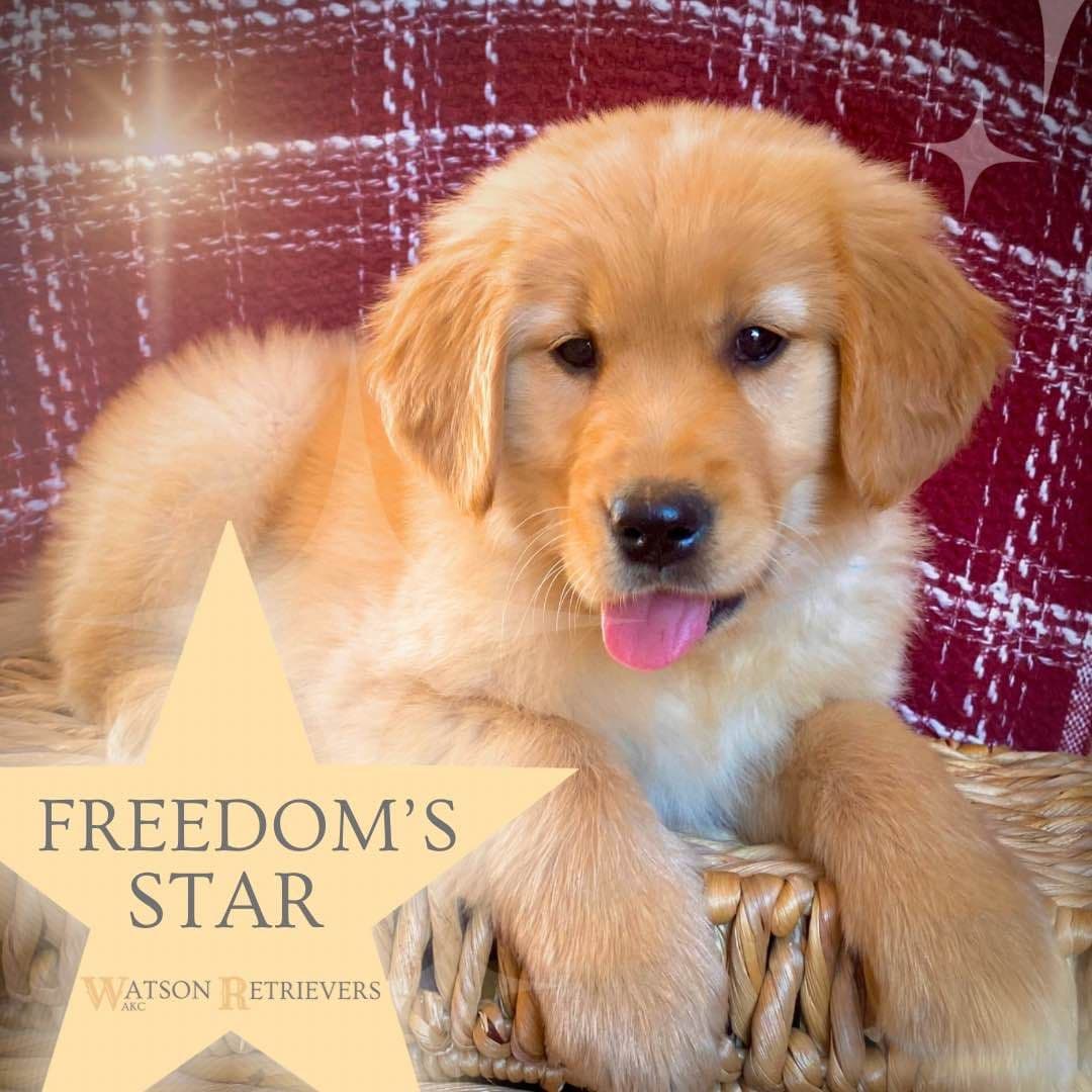 Golden Retriever Puppies breeder image 4