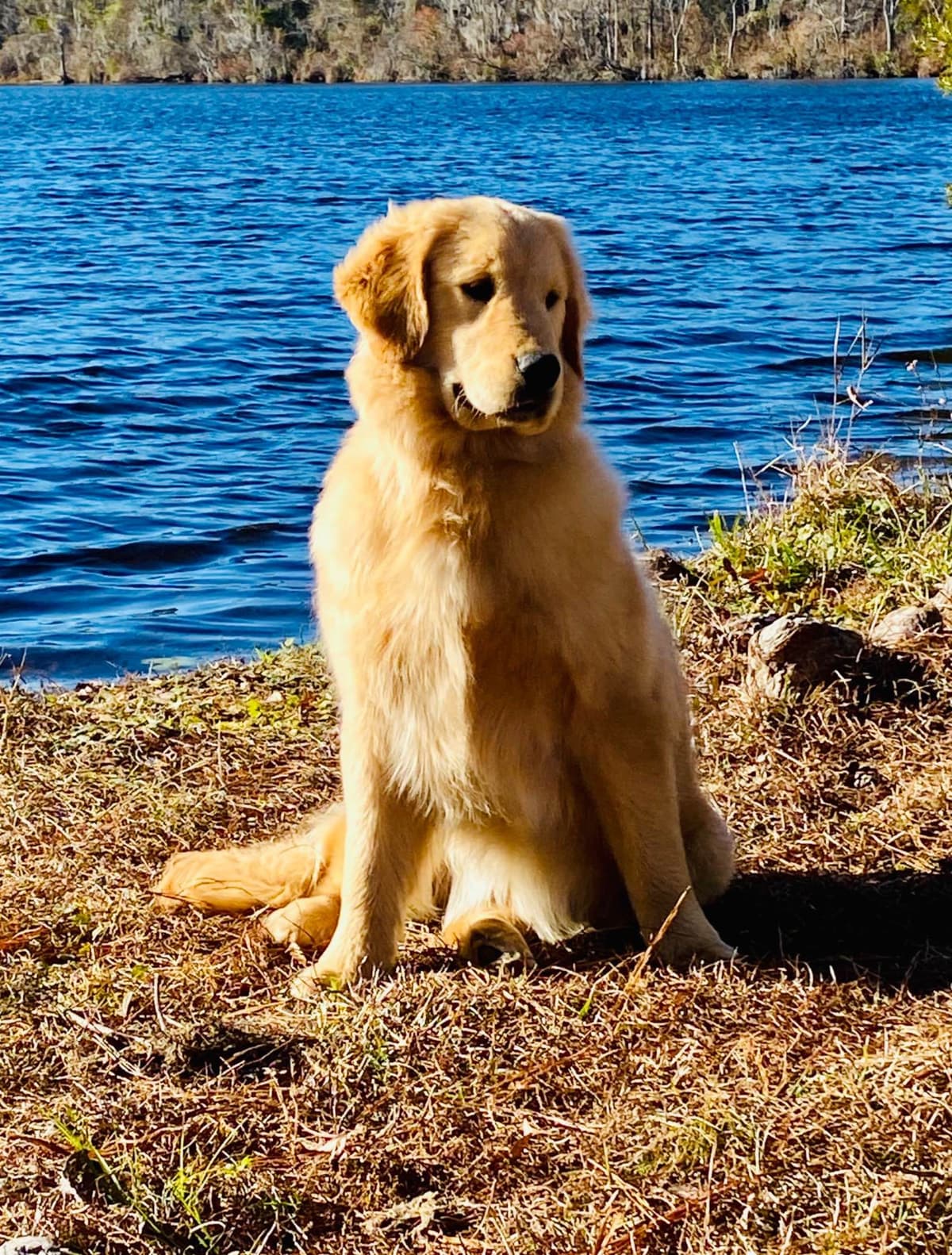 Golden Retriever Puppies breeder image 5