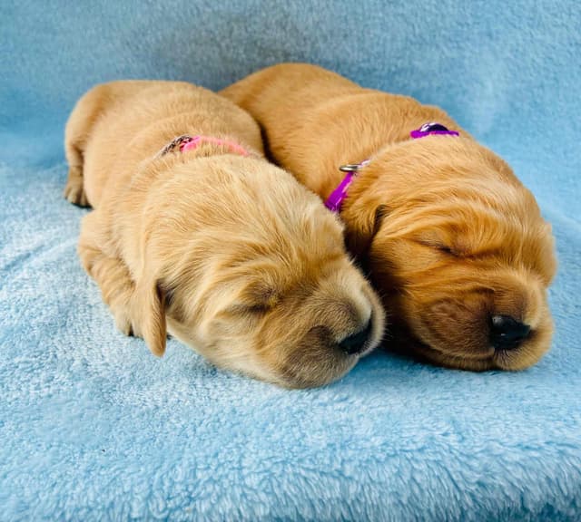 Golden Retriever Puppies media 14