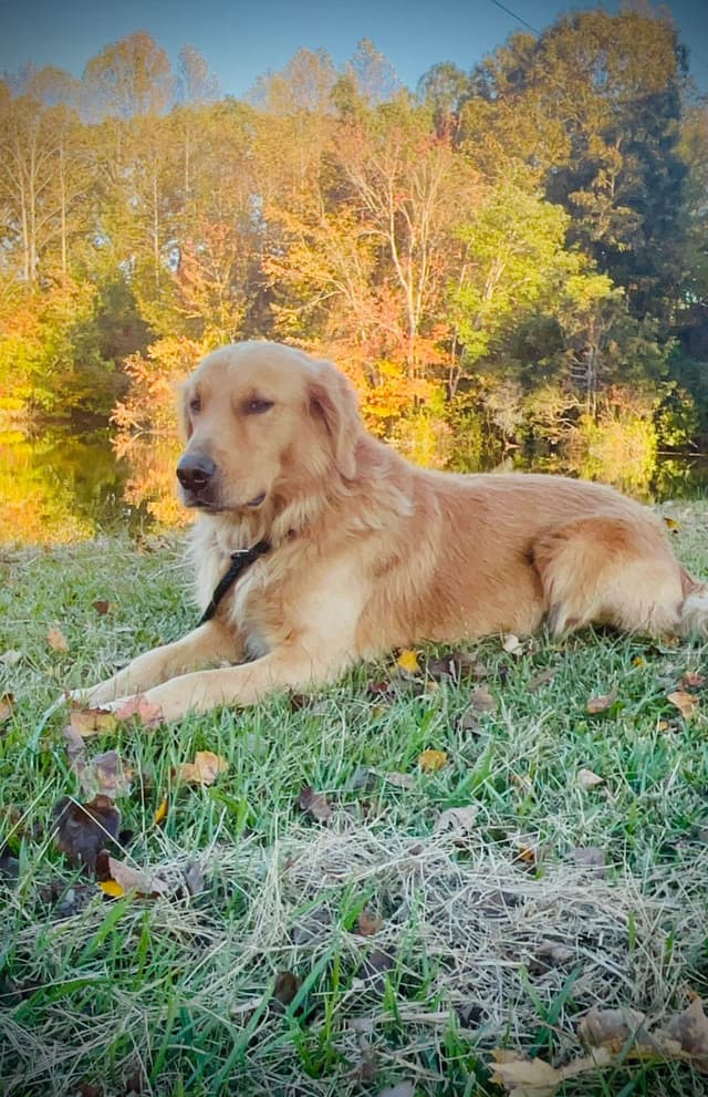 Golden Retriever Puppies media 17