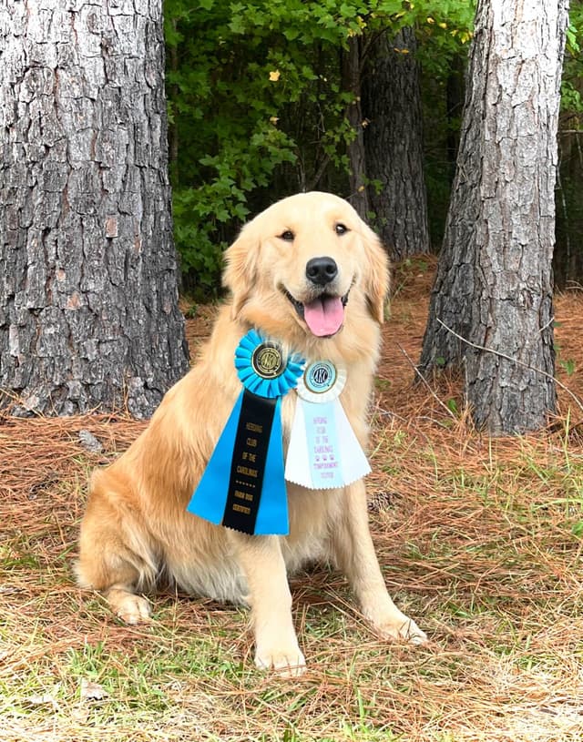 Golden Retriever Puppies media 18
