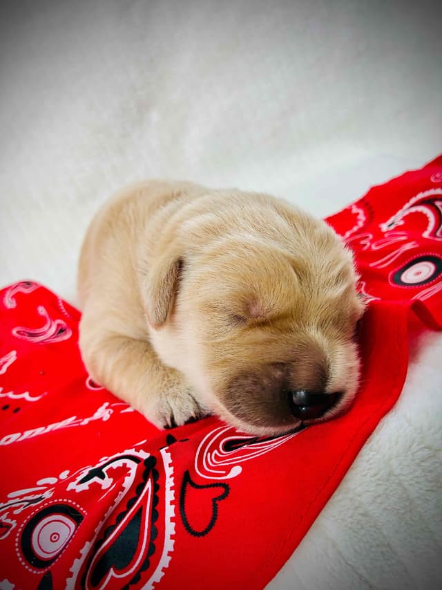 Golden Retriever Puppies media 15