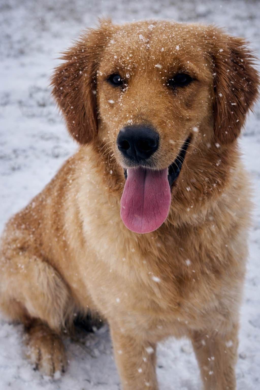 Golden Retriever Puppies breeder image 9