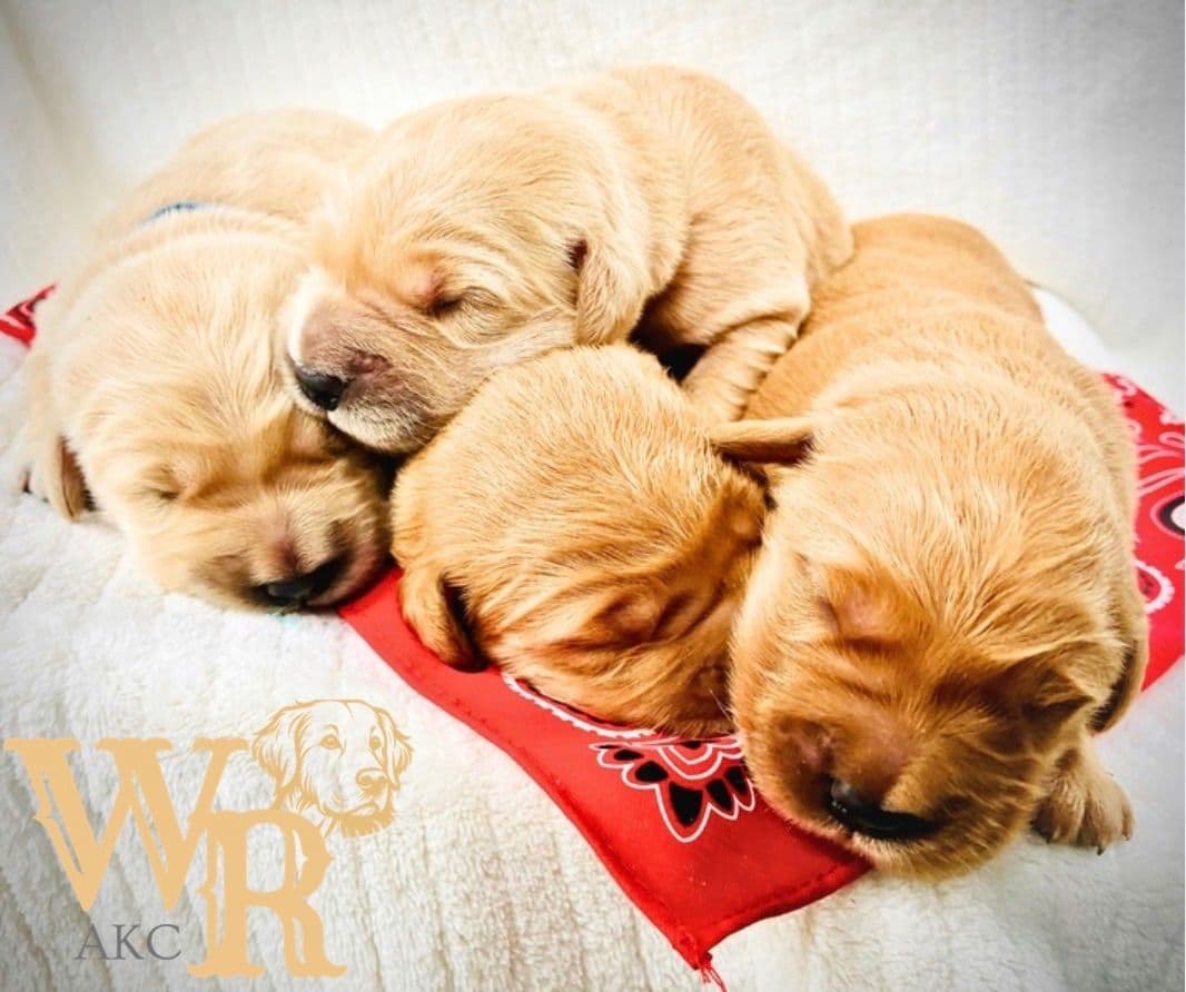 Golden Retriever Puppies breeder image 1
