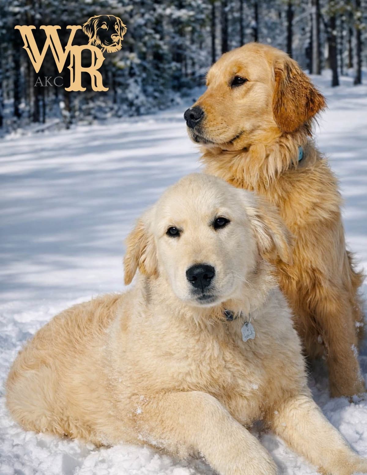 Golden Retriever Puppies breeder image 10