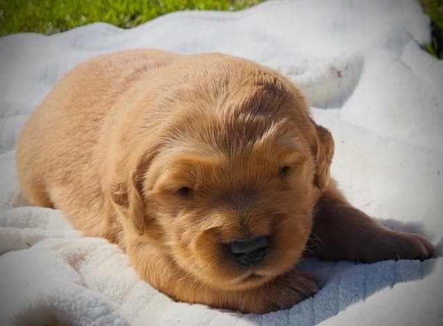 Golden Retriever Puppies media 11