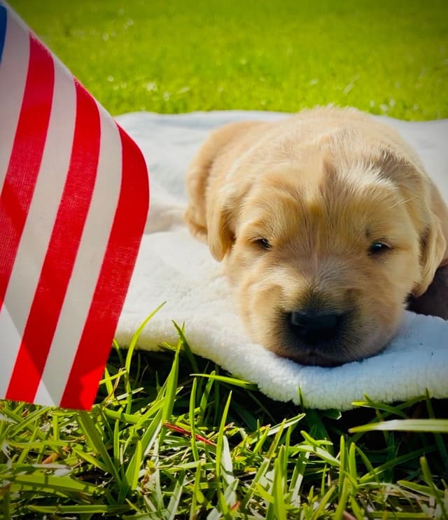Golden Retriever Puppies media 10