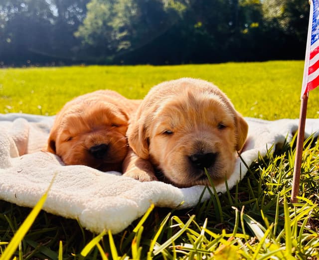 Golden Retriever Puppies media 12