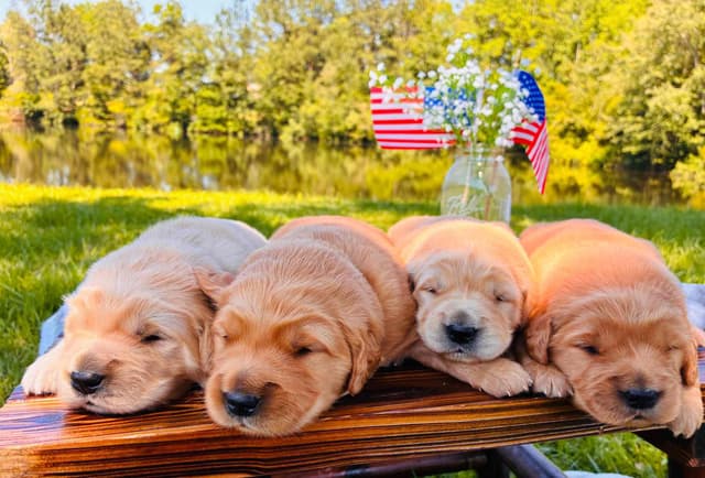 Golden Retriever Puppies media 9