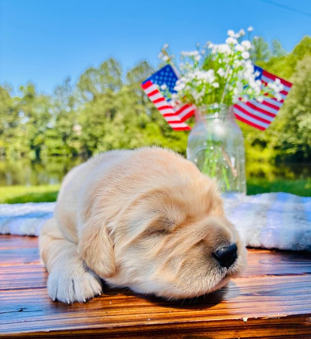 Golden Retriever Puppies media 8