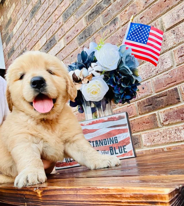 Golden Retriever Puppies media 5