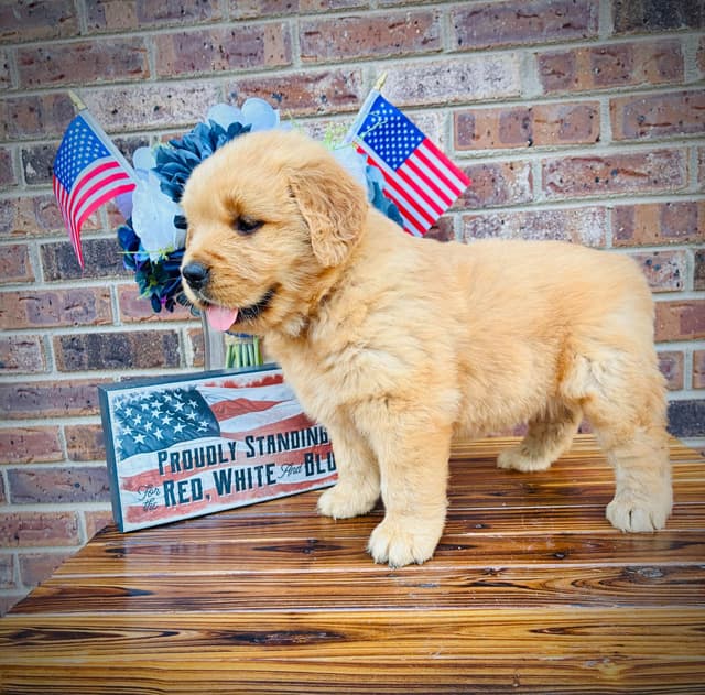 Golden Retriever Puppies media 4