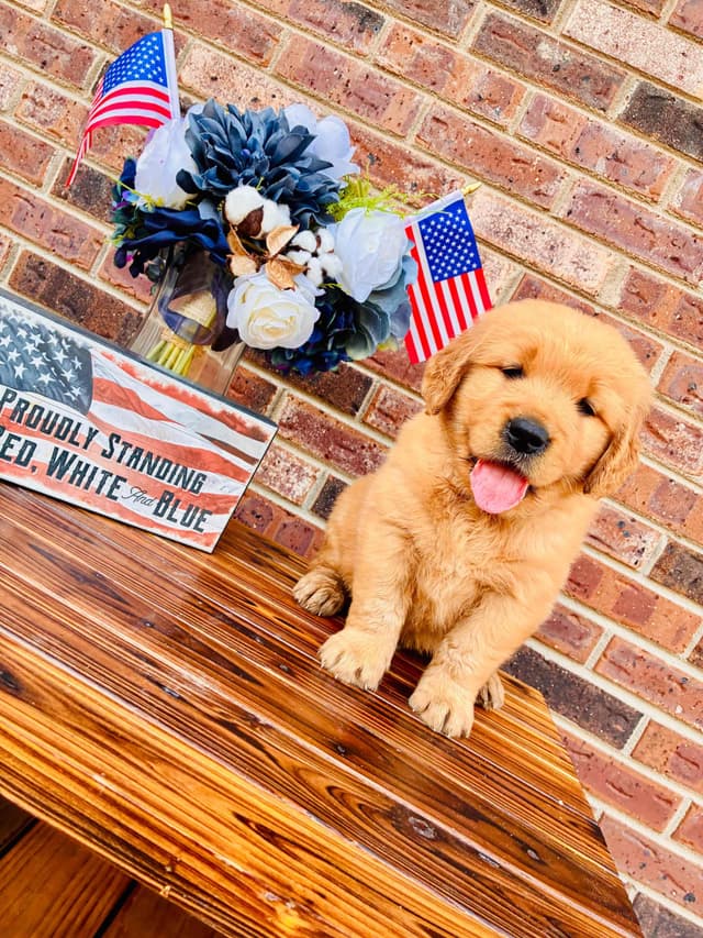 Golden Retriever Puppies media 6