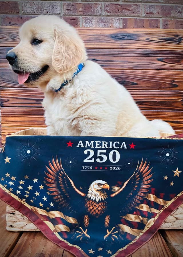 Golden Retriever Puppies media 3