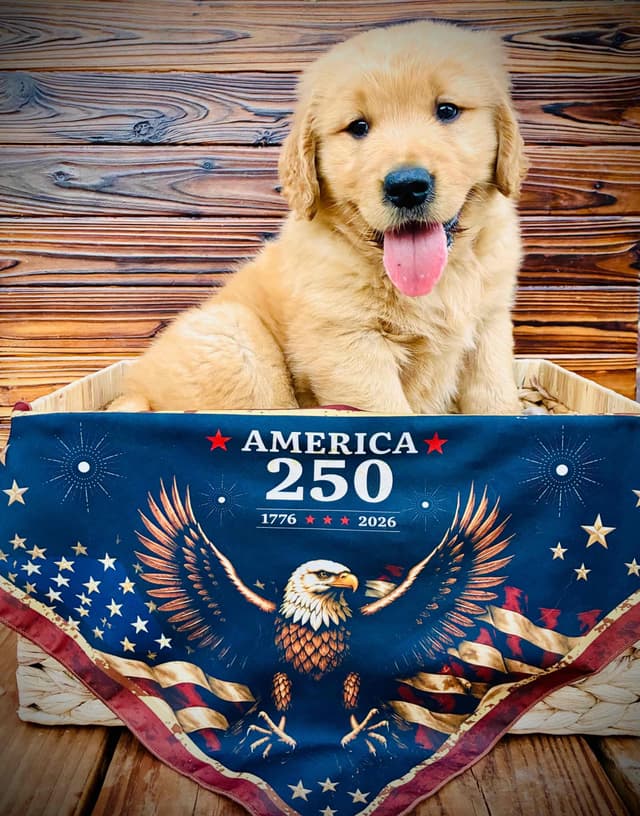 Golden Retriever Puppies media 2