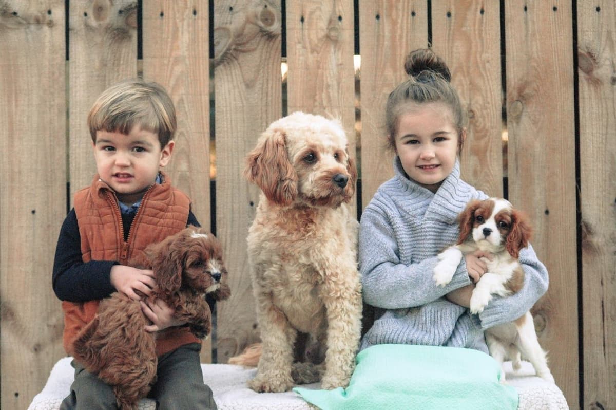 Cavalier King Charles Spaniel Puppies breeder image 1