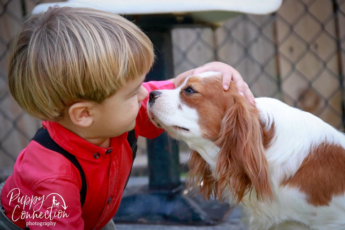 Cavalier King Charles Spaniel Puppies breeder image 3