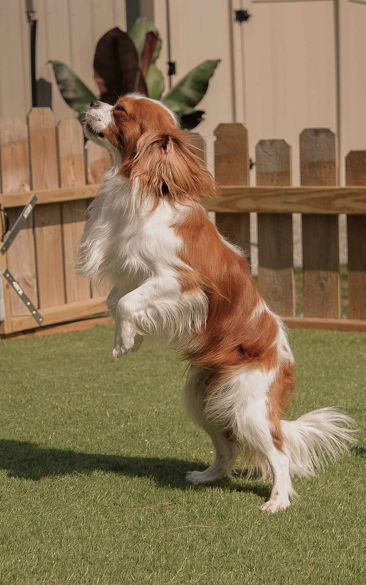 Cavalier King Charles Spaniel Puppies breeder image 2