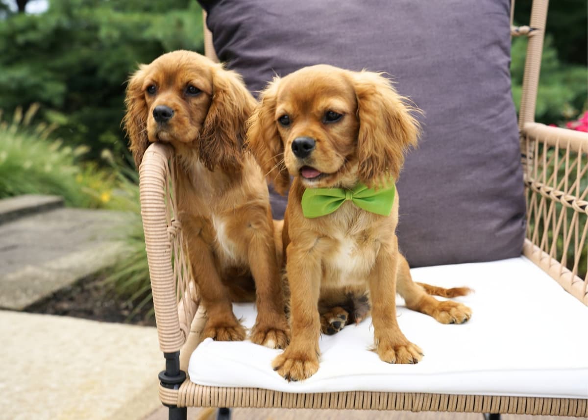 Cavalier King Charles Spaniel Puppies breeder image 4