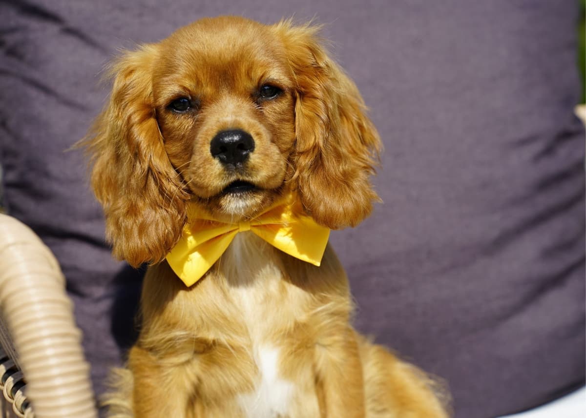 Cavalier King Charles Spaniel Puppies breeder image 5