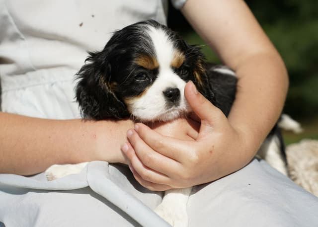 Cavalier King Charles Spaniel Puppies media 2