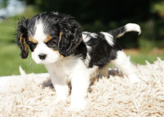 Cavalier King Charles Spaniel Puppies media 3