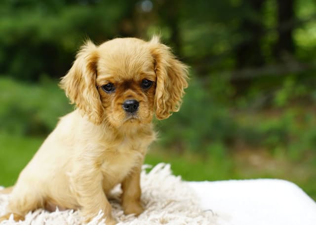 Cavalier King Charles Spaniel Puppies media 2