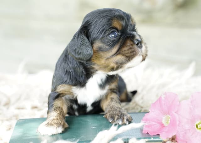 Cavalier King Charles Spaniel Puppies media 2