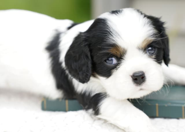 Cavalier King Charles Spaniel Puppies media 2
