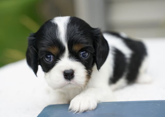 Cavalier King Charles Spaniel Puppies media 3