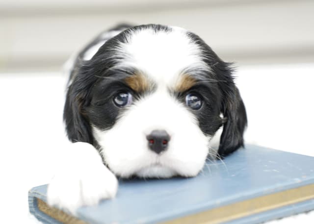 Cavalier King Charles Spaniel Puppies media 4