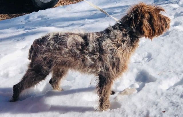Wirehaired Pointing Griffon (1 yr old male) breeder image 2