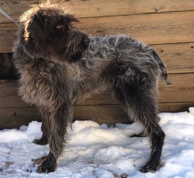 Wirehaired Pointing Griffon (1 yr old male) breeder image 3
