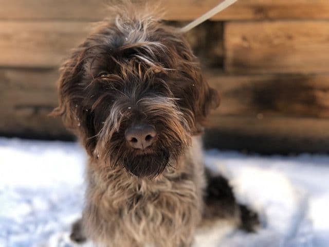 Wirehaired Pointing Griffon (1 yr old male) breeder image 4