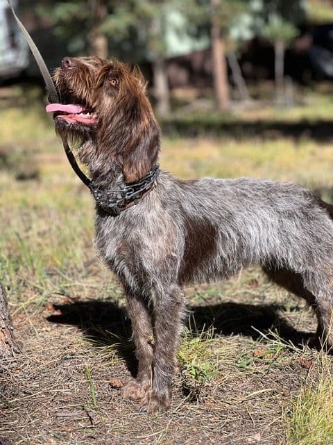 Wirehaired Pointing Griffon Puppies media 2