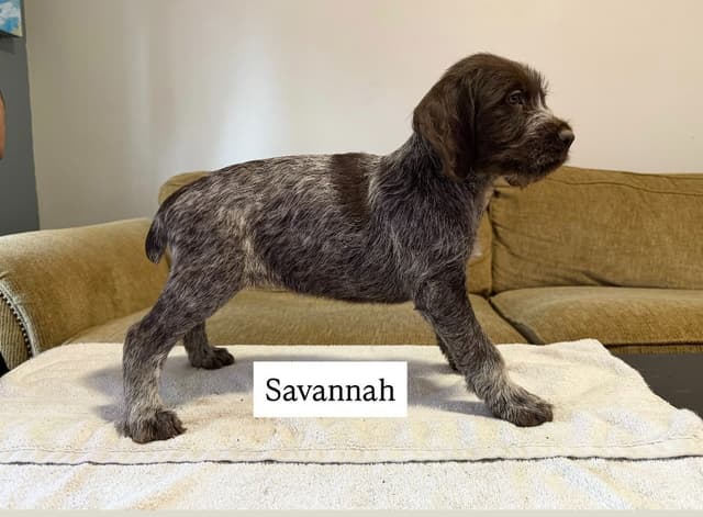 Wirehaired Pointing Griffon Puppies media 3