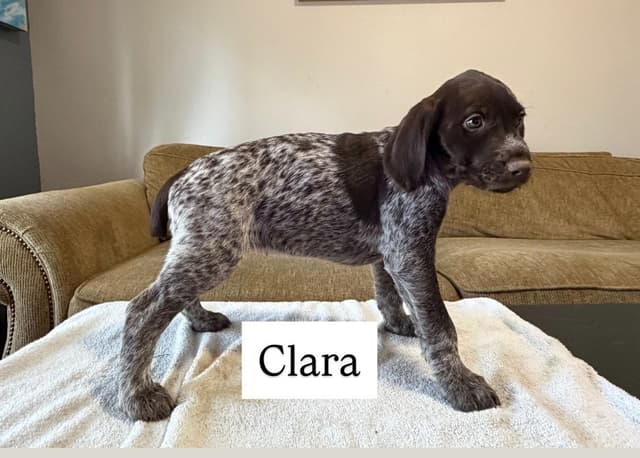 Wirehaired Pointing Griffon Puppies media 5