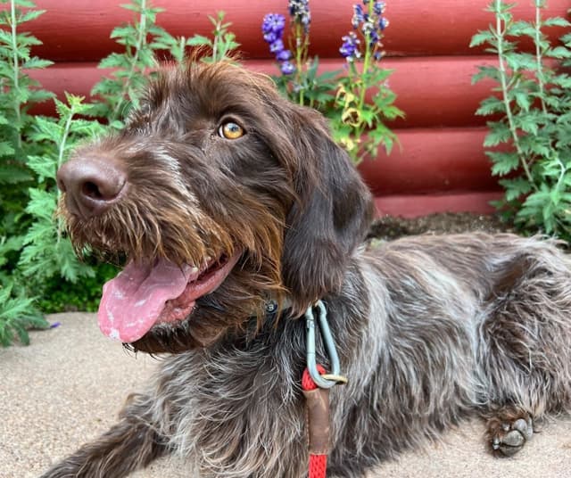 Wirehaired Pointing Griffon (1 yr old male) media 4