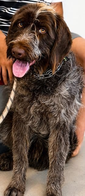 Wirehaired Pointing Griffon (1 yr old male) media 2