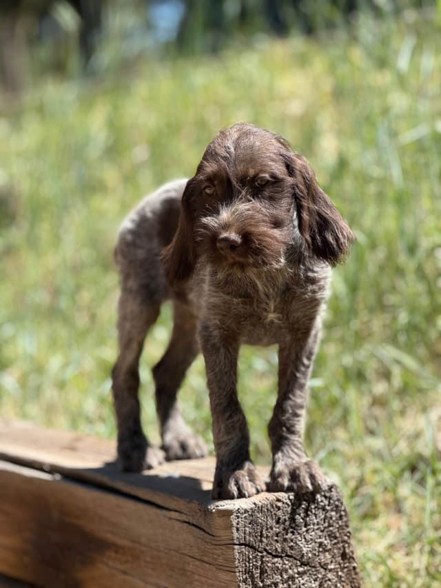 Wirehaired Pointing Griffon Puppies media 3