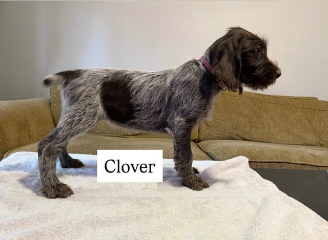 Wirehaired Pointing Griffon Puppies media 4
