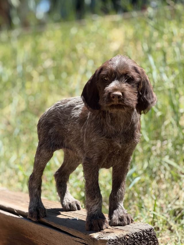 Wirehaired Pointing Griffon Puppies media 4