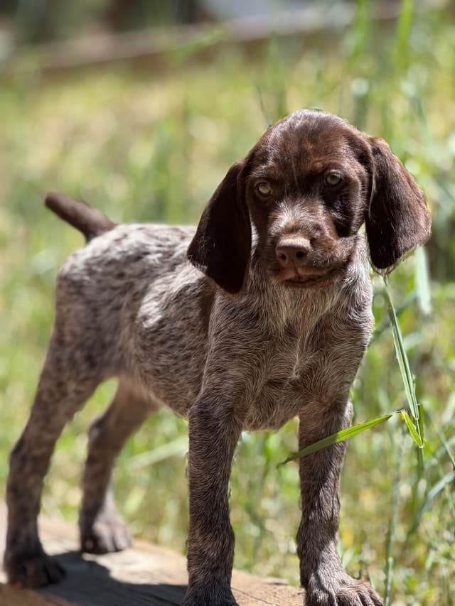 Wirehaired Pointing Griffon Puppies media 6