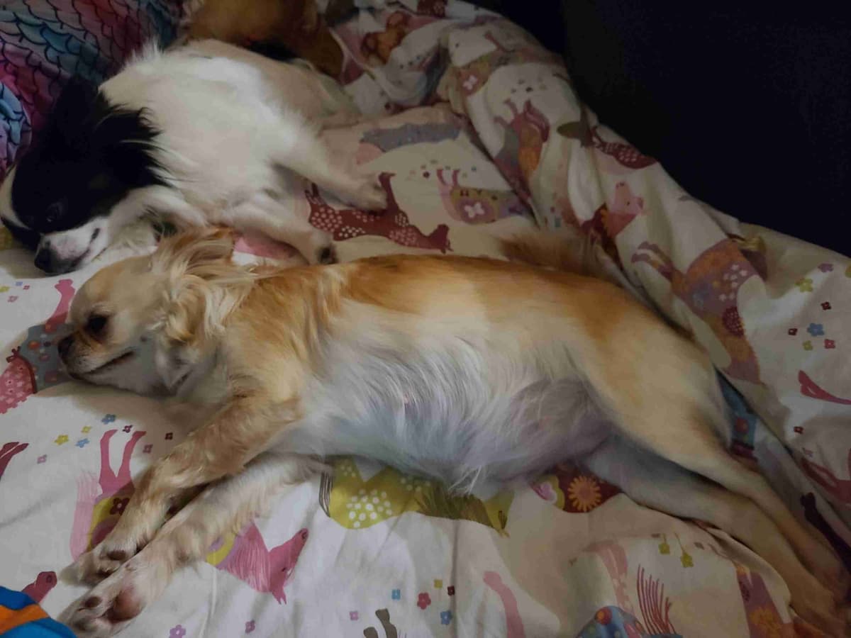Chihuahua Puppies long coat breeder image 2