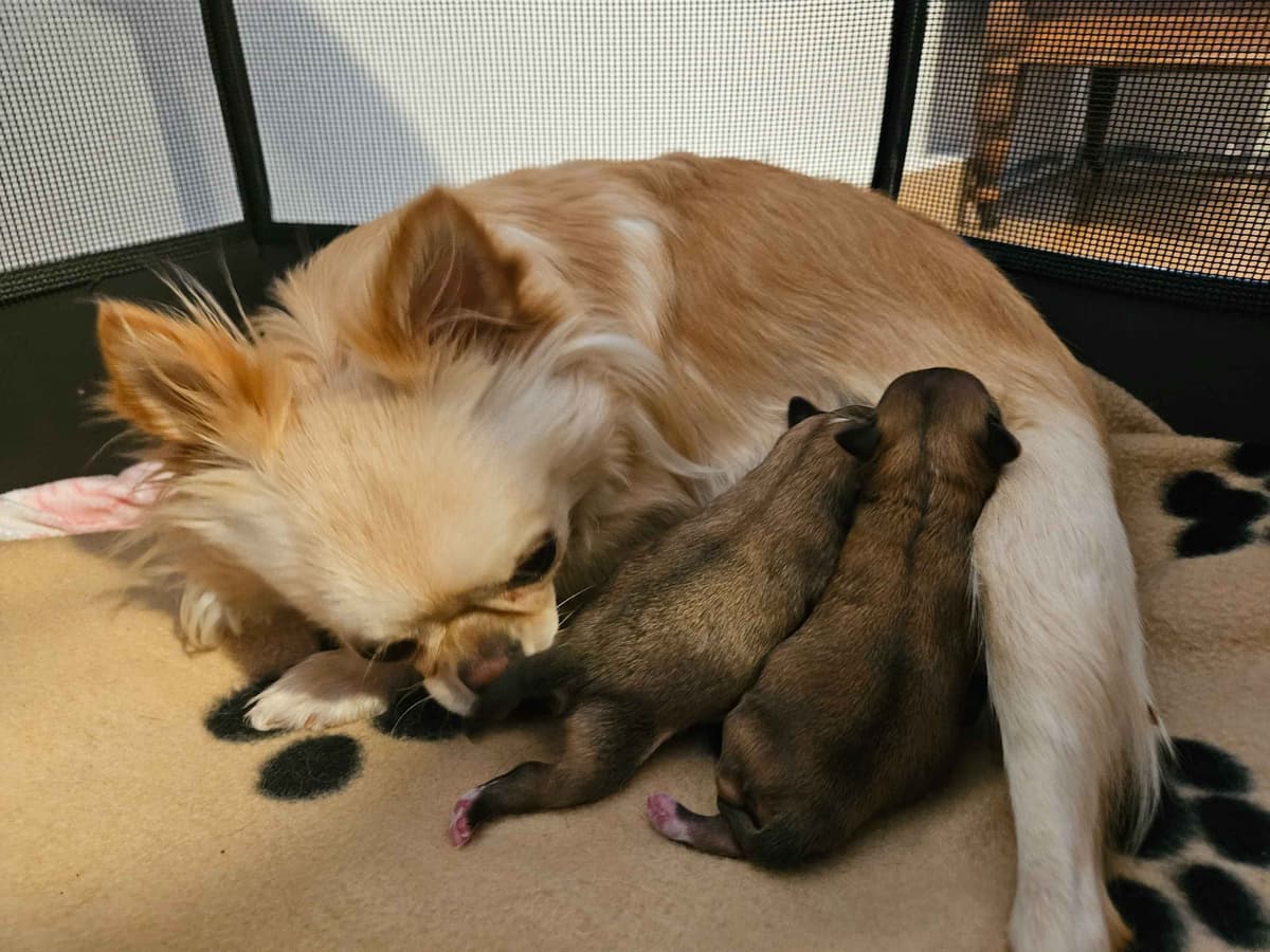Chihuahua Puppies long coat breeder image 4
