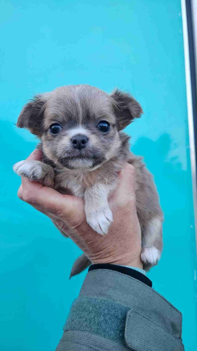 Chihuahua Puppies long coat media 3