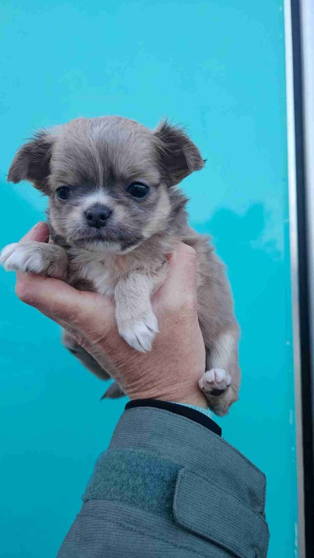 Chihuahua Puppies long coat media 2