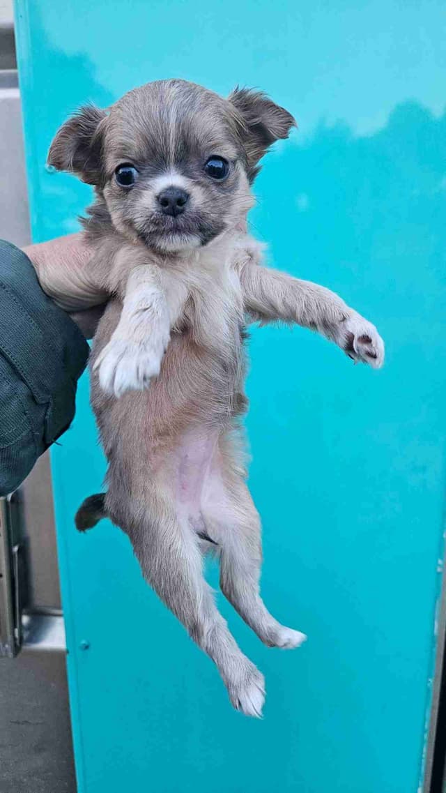 Chihuahua Puppies long coat media 5