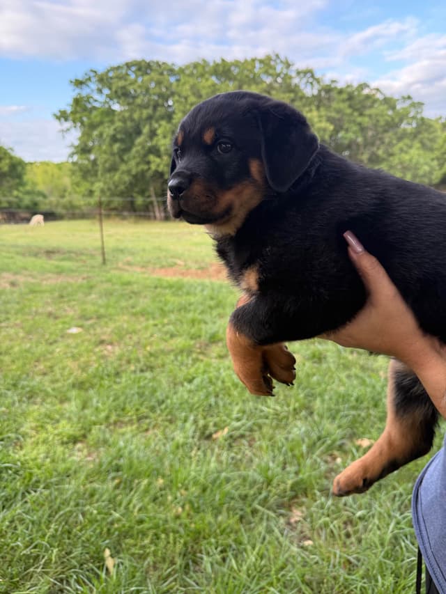 Rottweiler Puppies media 3