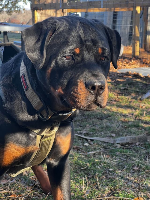Rottweiler Puppies media 2